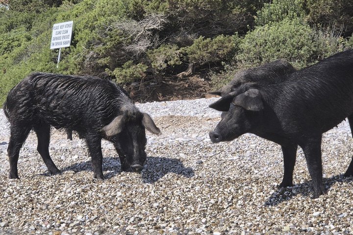 PIGS BAY en Isla ATOKOS / LEFKADA - Crucero en barco de día privado