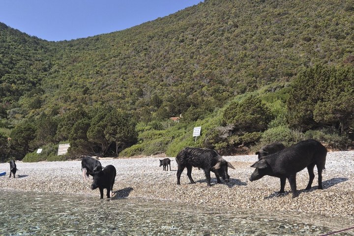 PIGS BAY en Isla ATOKOS / LEFKADA - Crucero en barco de día privado