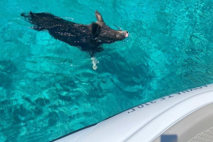 PIGS BAY en Isla ATOKOS / LEFKADA - Crucero en barco de día privado