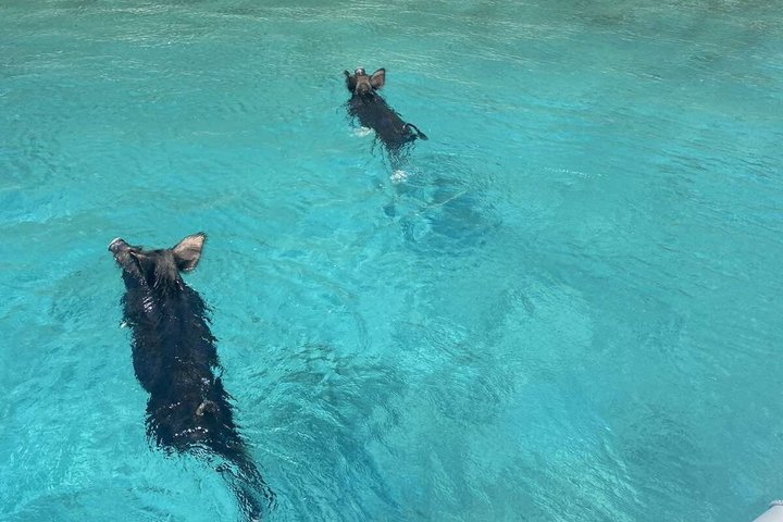 PIGS BAY en Isla ATOKOS / LEFKADA - Crucero en barco de día privado