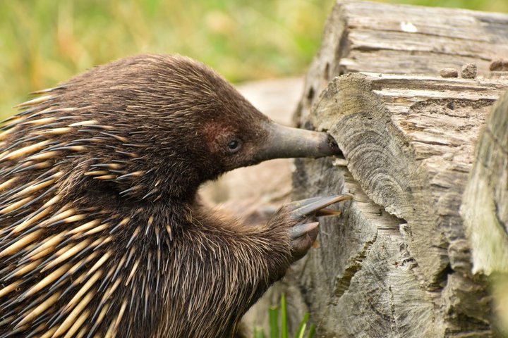 Cammina con la fauna selvatica: tour guidato in Great Ocean Road