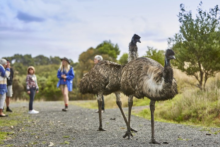 Cammina con la fauna selvatica: tour guidato in Great Ocean Road