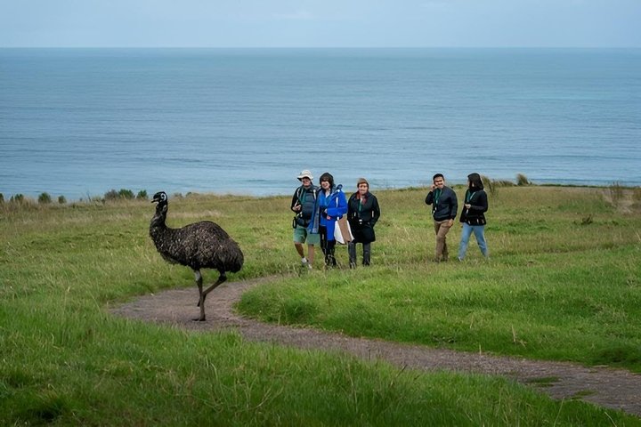 Cammina con la fauna selvatica: tour guidato in Great Ocean Road
