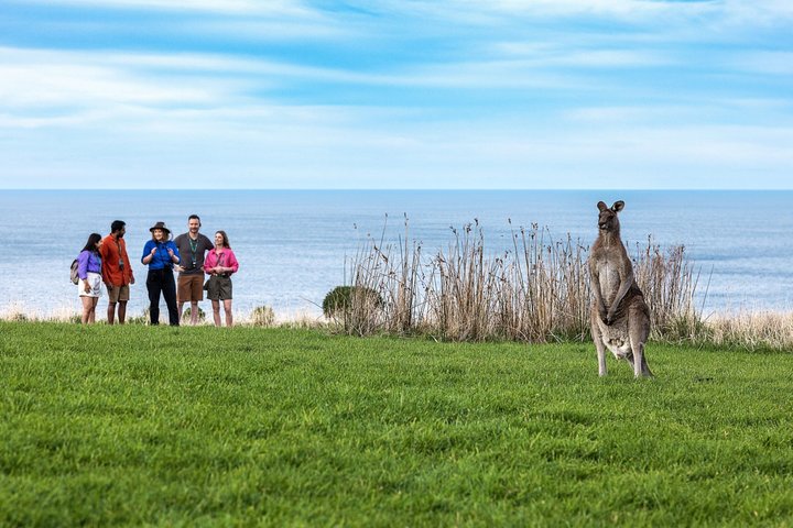 Cammina con la fauna selvatica: tour guidato in Great Ocean Road