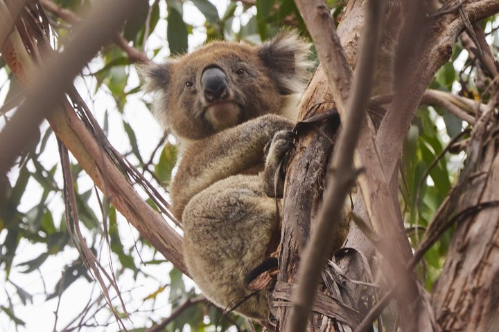 Cammina con la fauna selvatica: tour guidato in Great Ocean Road