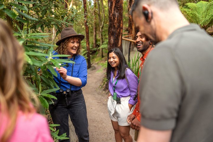 Cammina con la fauna selvatica: tour guidato in Great Ocean Road