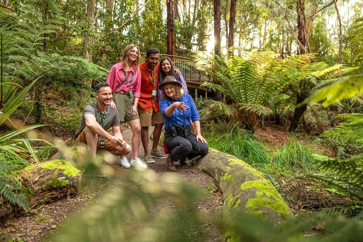 Cammina con la fauna selvatica: tour guidato in Great Ocean Road