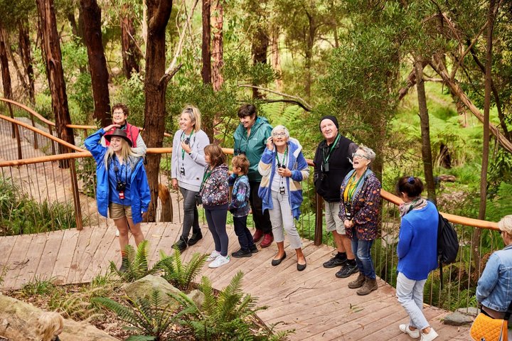 Cammina con la fauna selvatica: tour guidato in Great Ocean Road