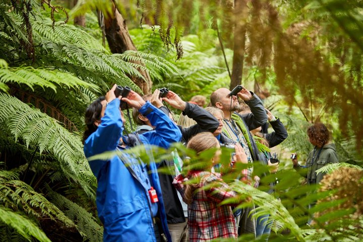 Cammina con la fauna selvatica: tour guidato in Great Ocean Road