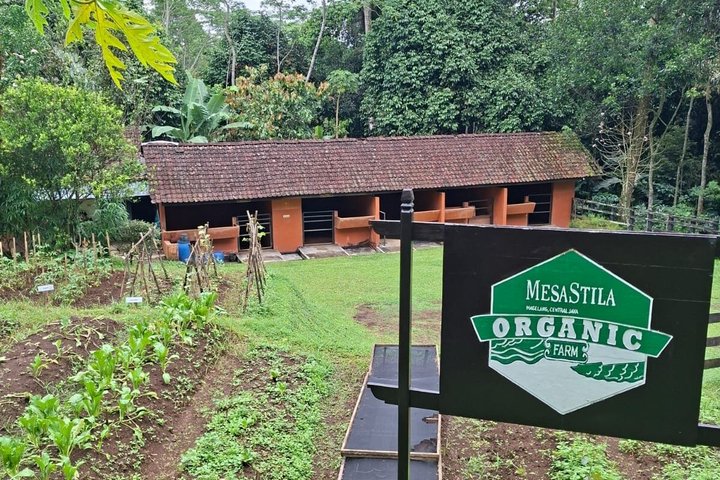 Visite de l'hôtel Coffee Plantation au complexe touristique MesaStila fr Semarang