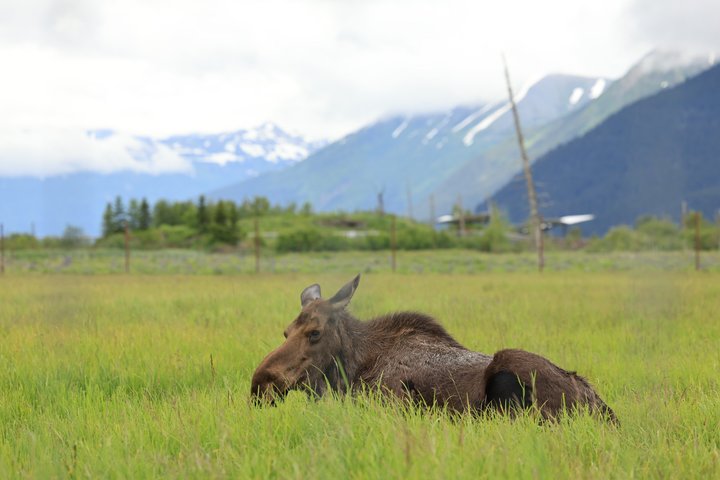 Trasferimento in crociera Whittier con tour Wildlife&Glacier ad Anchorage
