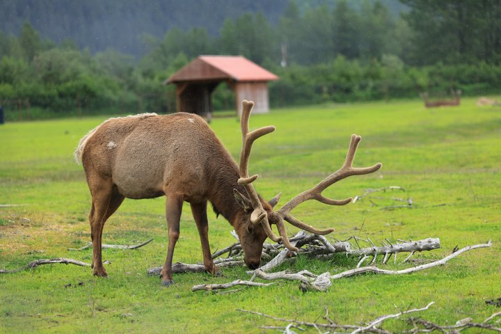 Trasferimento in crociera Whittier con tour Wildlife&Glacier ad Anchorage