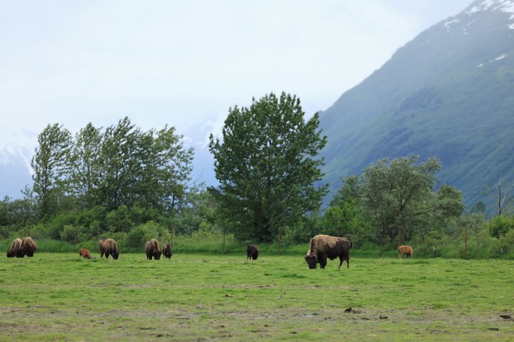Trasferimento in crociera Whittier con tour Wildlife&Glacier ad Anchorage
