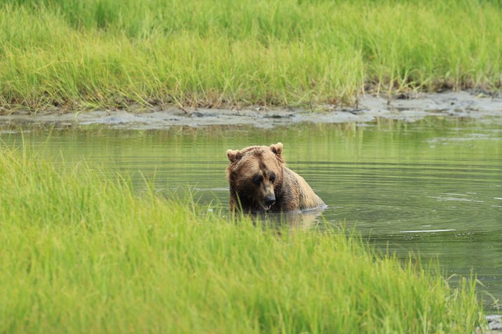 Trasferimento in crociera Whittier con tour Wildlife&Glacier ad Anchorage