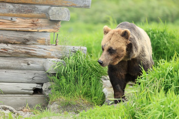 Trasferimento in crociera Whittier con tour Wildlife&Glacier ad Anchorage