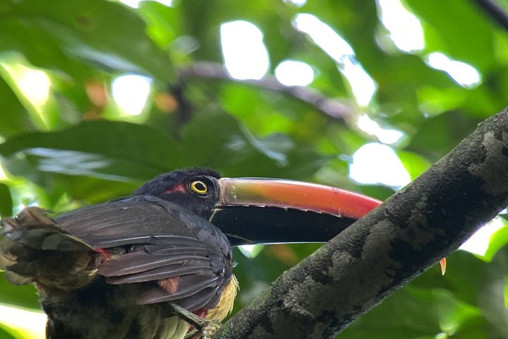 Excursion d'une journée dans le parc national du Corcovado : promenade guidée à Sirena
