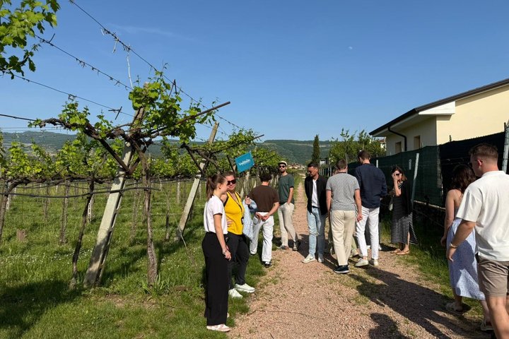 Vanuit Verona : Valpolicella & Amarone-wijnervaring van een halve dag