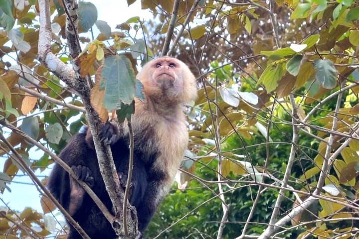 Udforsk Panama-kanalen og Gatun-søen med Rainforest Jungle Walk