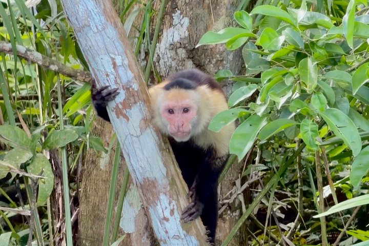Udforsk Panama-kanalen og Gatun-søen med Rainforest Jungle Walk