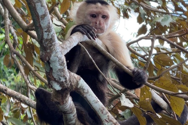 Udforsk Panama-kanalen og Gatun-søen med Rainforest Jungle Walk