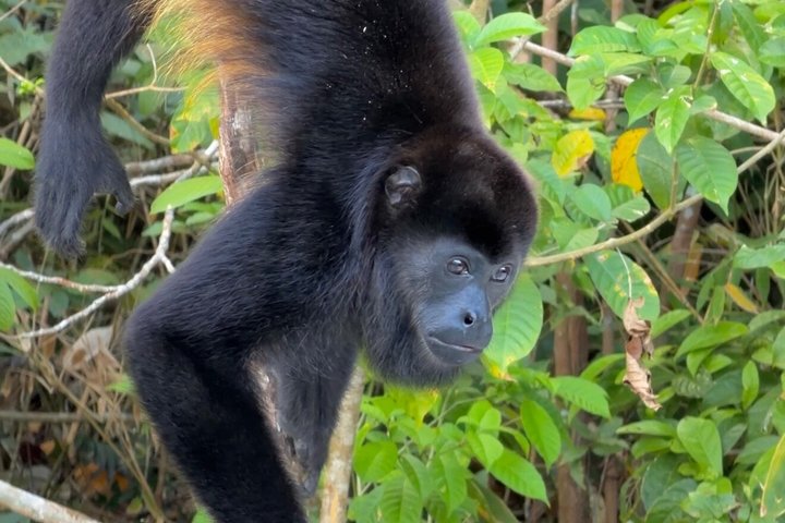 Udforsk Panama-kanalen og Gatun-søen med Rainforest Jungle Walk