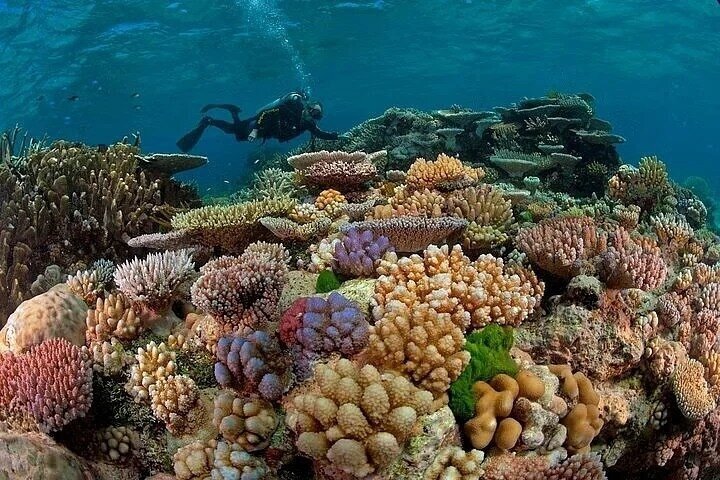 Abu Dabbab Volledige dag snorkelen met schildpadden & Dugong – Hurghada