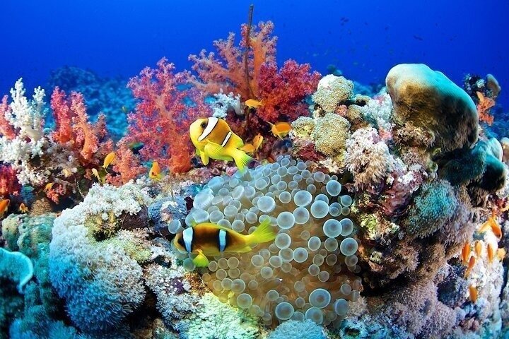 Abu Dabbab Volledige dag snorkelen met schildpadden & Dugong – Hurghada