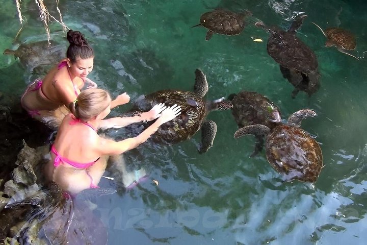 Dauphins de Mnemba, plongée avec tuba et Nungwi nager avec des tortues marines
