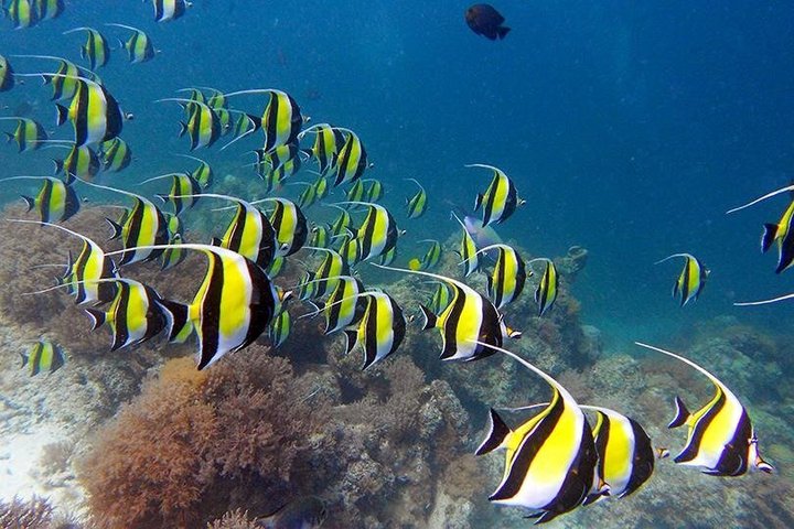 Dauphins de Mnemba, plongée avec tuba et Nungwi nager avec des tortues marines
