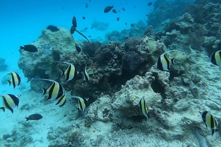Dauphins de Mnemba, plongée avec tuba et Nungwi nager avec des tortues marines