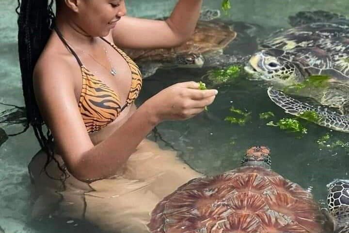Dauphins de Mnemba, plongée avec tuba et Nungwi nager avec des tortues marines