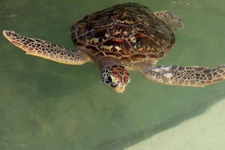 Dauphins de Mnemba, plongée avec tuba et Nungwi nager avec des tortues marines