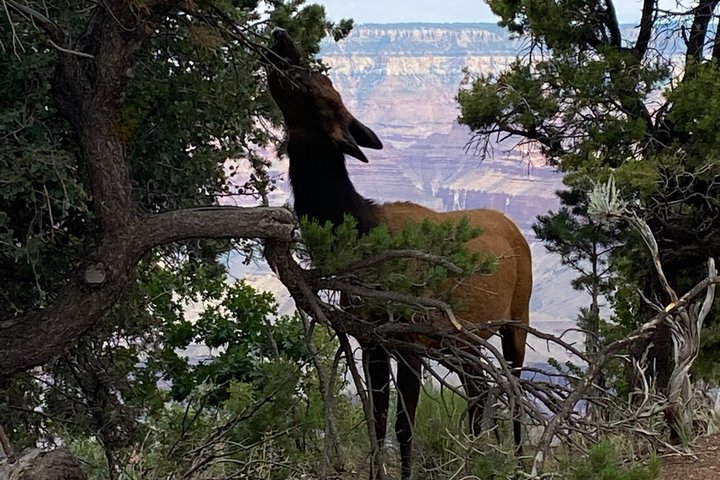 Dagstur till Grand Canyon med lunch inkluderat - Hämtning från Flagstaff