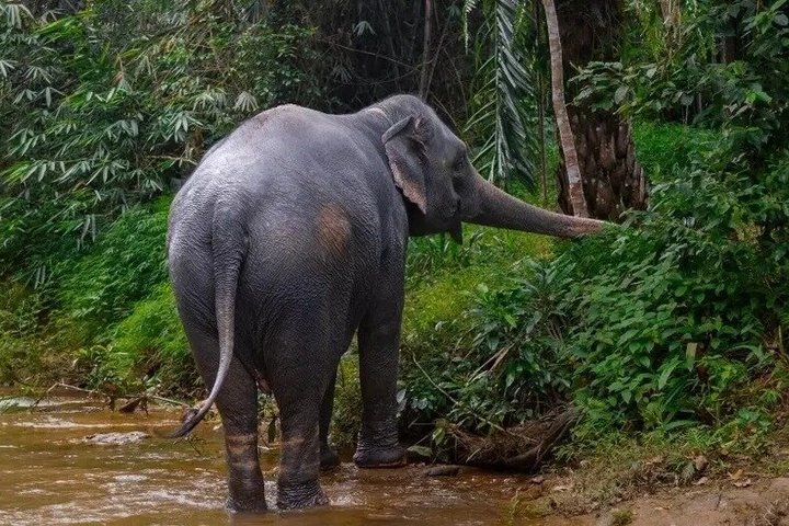 Khao Lak Elefantenschutzgebiet, Wasserfall und Schildkrötenschutz