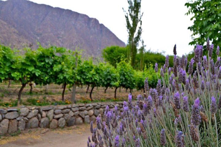 CAFAYATE Vin och natur, regional lunch på El Divisadero