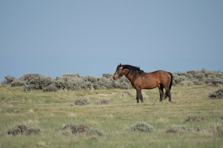 Tour a cavallo selvaggio Mustang di mezza giornata da Cody Wyoming
