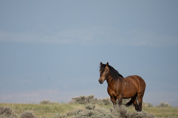 Tour a cavallo selvaggio Mustang di mezza giornata da Cody Wyoming