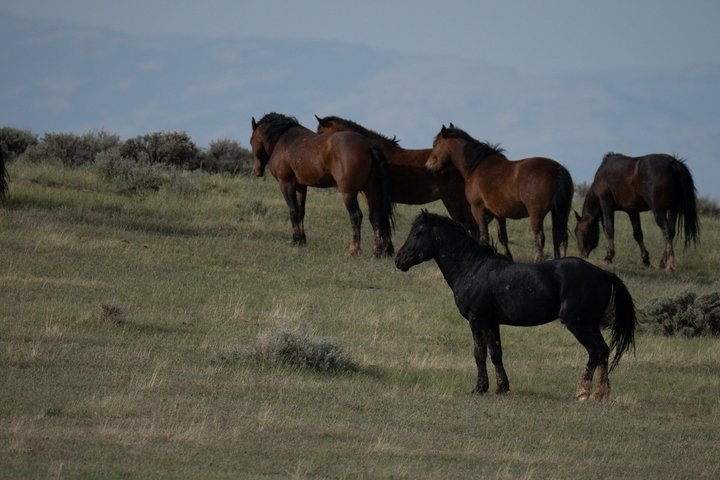 Tour a cavallo selvaggio Mustang di mezza giornata da Cody Wyoming