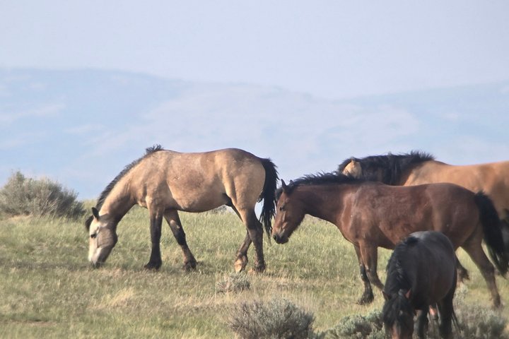 Tour a cavallo selvaggio Mustang di mezza giornata da Cody Wyoming