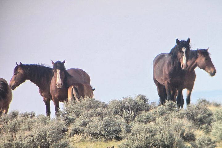 Tour a cavallo selvaggio Mustang di mezza giornata da Cody Wyoming