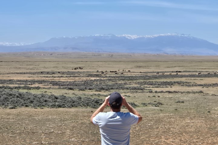 Tour a cavallo selvaggio Mustang di mezza giornata da Cody Wyoming