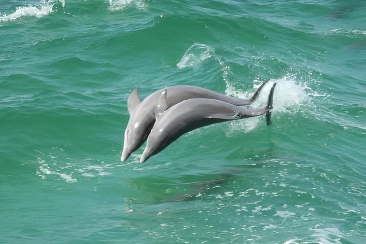 Hoteller i nærheten av BIG FUN Dolphin Cruise & Sealife