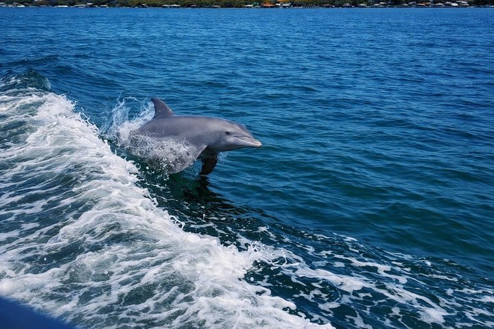 Hoteller i nærheten av BIG FUN Dolphin Cruise & Sealife