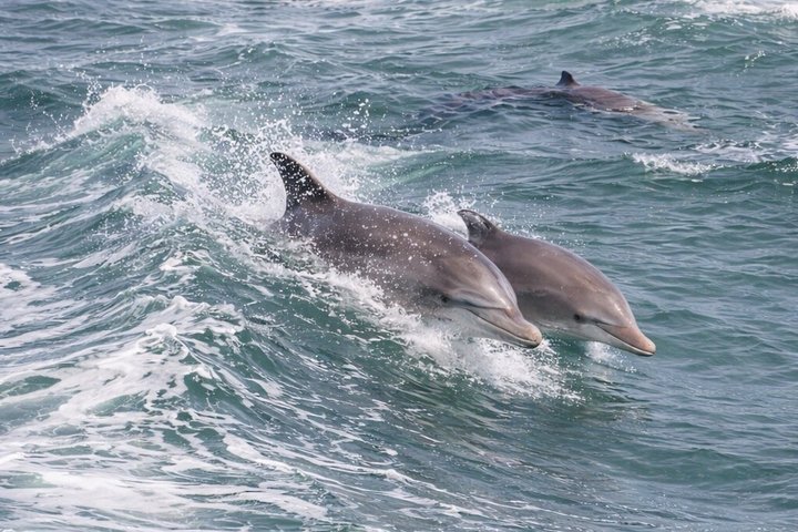 Hoteller i nærheten av BIG FUN Dolphin Cruise & Sealife