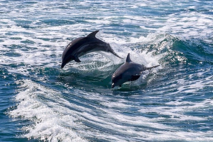 Hoteller i nærheten av BIG FUN Dolphin Cruise & Sealife