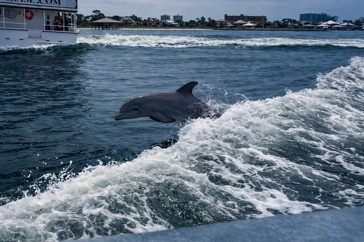 Hoteller i nærheten av BIG FUN Dolphin Cruise & Sealife