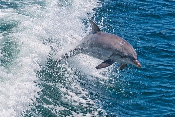 Hoteller i nærheten av BIG FUN Dolphin Cruise & Sealife