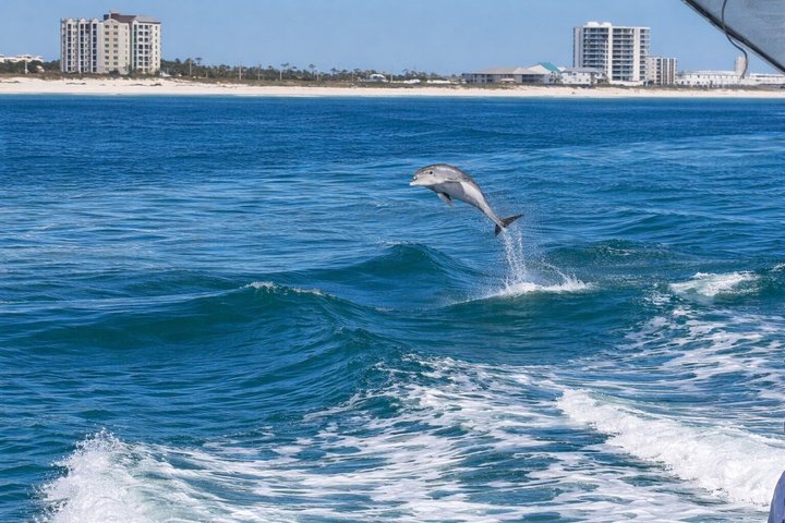 Hoteller i nærheten av BIG FUN Dolphin Cruise & Sealife
