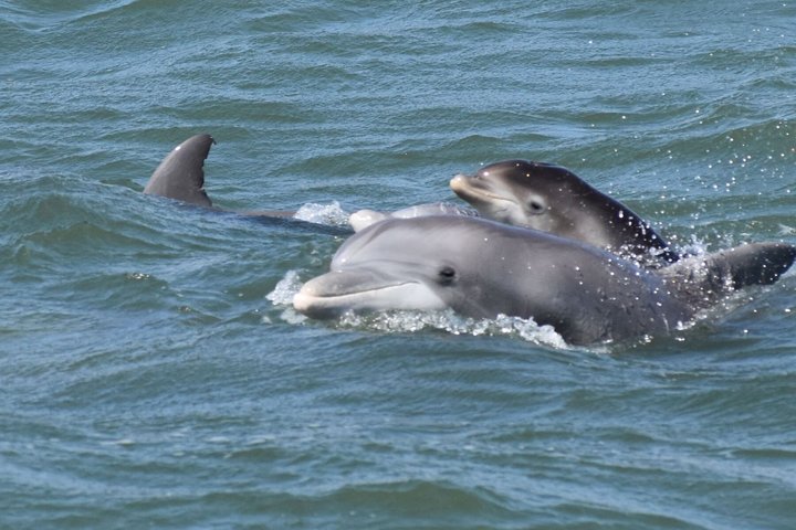 Hoteller i nærheten av BIG FUN Dolphin Cruise & Sealife