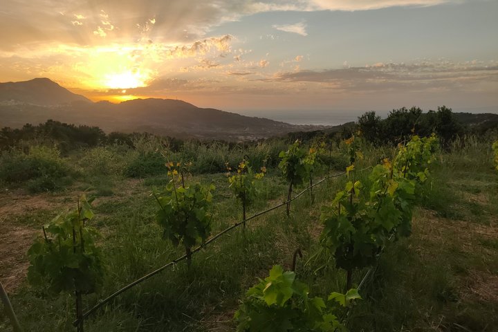 Samos : degustazione di vini presso l'azienda biologica Kostaki